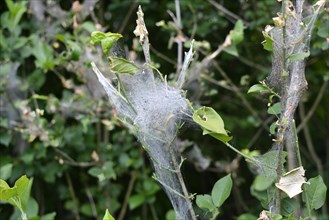 Plants covered in webs containing larvae caused by Ermine moth in early spring