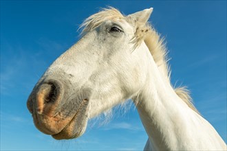 Camargue horse portrait in a pasture in the Camargue National Park. Provence-Alpes-Cote dAzur, France, Europe