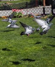 Pigeons on a green lawn in a city park