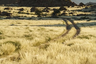 A gravel road leads through a yellow grassland with rocks and boulders scattered in the background. The grassland a rocks glow beautifully in the late afternoon sun. Damaraland, Namibia, Africa
