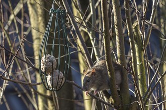 Mouse gnawing on tit dumpling in tree, Bavaria, Germany, Europe
