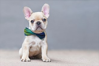 Cute 7 weeks old lilac fawn colored French Bulldog dog puppy wearing a bow tie sitting in front of gray wall
