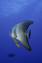 Juvenile roundhead batfish