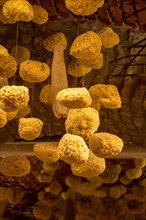 Collection of sea sponges hanging on a market stall