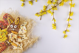 Colourfully decorated Easter biscuits in a nest, forsythia blossoms, white background