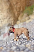 Brown small French Bulldog dog wearing a nautical self made red dog collar standing on pebble and stone beach in the Normandy