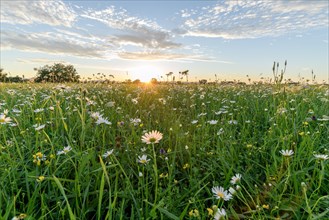 Daisies in bloom in a wild meadow at sunset. Landscape at springtime. Alsace, Big East, France, Europe