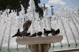 City pigeons by the side of water at a fountain