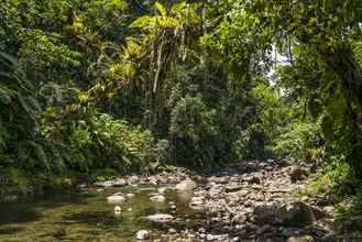 Jungle and river in Guadeloupe National Park, Basse Terre, Guadeloupe, France, North America