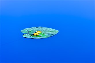 Water lily