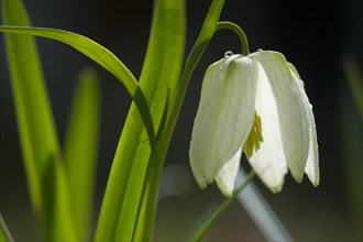 Snakes head fritillary white