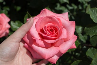 Hand holding a rose in the rose garden