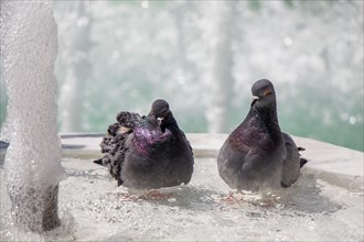 City pigeons by the side of water at a fountain