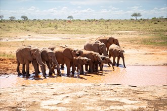 Herd of elephants at the waterhole in the savannah of East Africa, red elephants in the gene of Tsavo West National Park, Kenya, Africa