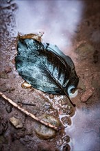 Black leaf in puddle, Black Forest, Xanderklinge, Calw, Germany, Europe
