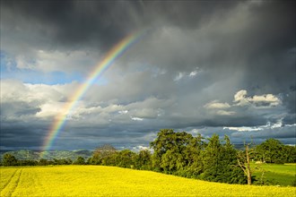 Landscape in spring, a yellow flowering rape field after a rain shower, with rainbow, Baden-Wuerttemberg, Germany, Europe