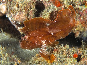 Brown leaf scorpionfish