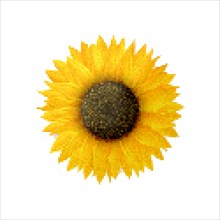 Sunflower vector icon. Pixel art illustration isolated on white background