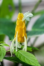 Beautiful The lollipop plant flowers in nature background