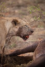 A lion eats a previously hunted water buffalo in the savannah. Beautiful detailed image of a female lion in Tsavo East National Park, Kenya, East Africa, Africa