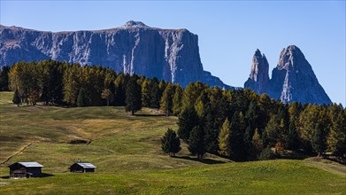 Autumnal alpine meadows and alpine huts on the Alpe di Siusi, behind the peaks of the Sciliar, Val Gardena, Dolomites, South Tyrol, Italy, Europe