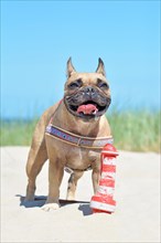 Small happy brown French Bulldog dog with big grin wearing a nautical harness and a lighthouse dog toy lying to its feet in sand dunes with grass on beach