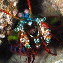 Portrait of peacock mantis shrimp