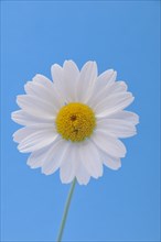 White daisy on a blue background