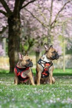 Two French Bulldog dogs with floral harnesses in front of beautiful pink cherry blossom trees in spring