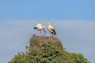 Pair of white stork