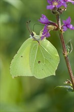 Lemon butterfly