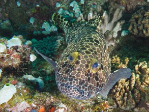 Portrait of honeycomb grouper