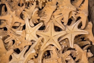 Beautiful starfish for decorative purposes