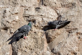 Pigeons are sitting on a rock background