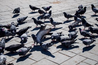 Pigeons on a stone pavement