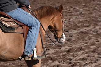 Close-up of the head and neck with headstall and reins of a western horse of the breed American Quarter Horse during training in the riding arena in late winter, chestnut coloured horse with large mar...
