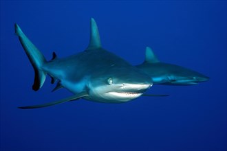Close-up of pair of grey reef shark