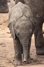 Herd of elephants with a baby elephant between its mothers legs. Cute shot of a calf in Tsavo National Park, Kenya, East Africa, Africa