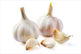 Two bulbs of garlic and three cloves isolated on white background