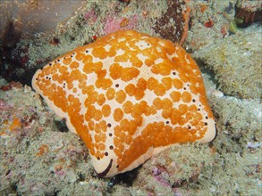 Spiked spiny cushion star