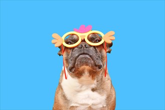 Funny French Bulldog dog wearing Easter costume chicken glasses on blue background