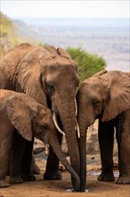 Herd of elephants in the savannah. Three red elephants drinking side by side at a small waterhole in Tsavo National Park, Kenya, East Africa, Africa