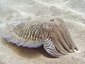 Sand-covered common cuttlefish
