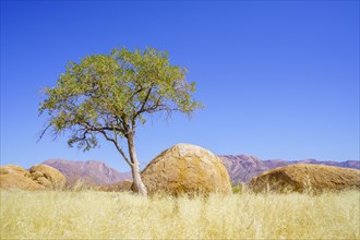 Green tree stands beside a beautiful round orange boulder rock in the barren, arid desert. Damaraland, Namibia, Africa