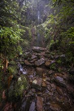 Waterfall at Vereda Francisco Achadinha, Rabacal, Madeira, Portugal, Europe