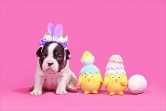 Pied tan French Bulldog dog puppy with Easter bunny ears next to chicks and eggs on pink background with copy space
