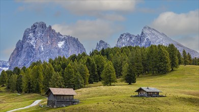 Autumnal meadows and alpine huts on the Alpe di Siusi, behind the snow-covered peaks of the Sassolungo group, Val Gardena, Val Gardena, Dolomites, South Tyrol, Italy, Europe