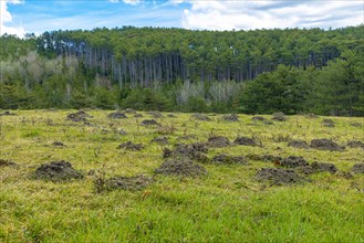 Green meadow with molehills, mole, Ternitz, Lower Austria, Austria, Europe