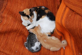 Two kittens and heir mother