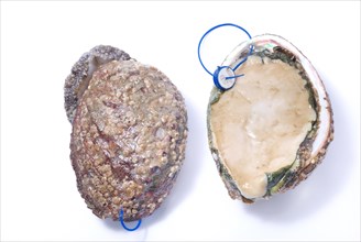 Abalone